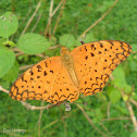 Common Leopard