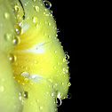 Golden trumpet