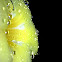 Golden trumpet