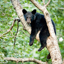 American Black Bear