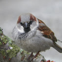 House Sparrow