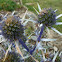 Blue Globe Thistle
