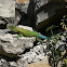 Sceloporus lizard