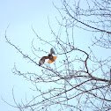Red Tailed Hawk
