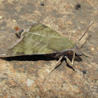 Nephele Hawk Moth