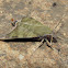 Nephele Hawk Moth
