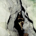 Timber rattlesnake