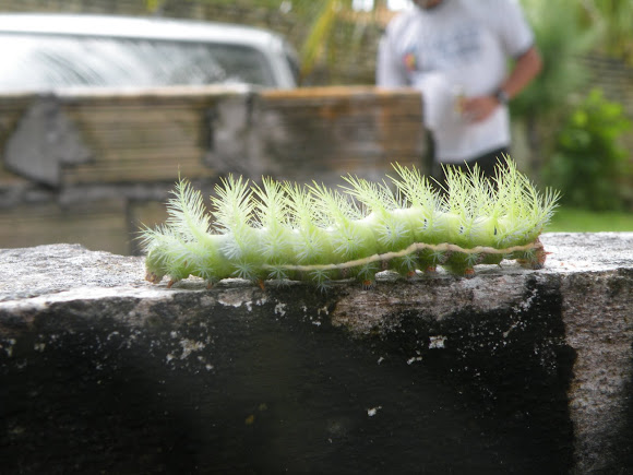 Spotting Image 1