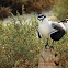 Bridled Tern