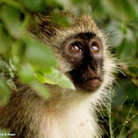 Vervet monkey