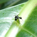 Ant-mimicking treehopper