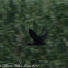 Glossy Ibis; Morito