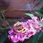 Smart Tortoiseshell