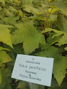 Rubus Parviflorus