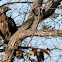 Changeable Hawk Eagle