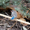 Superb Fairy-wren  Immature male