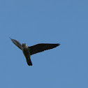 Peregrine Falcon