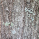 Water Oak
