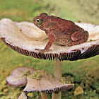 Toad