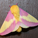 Rosy Maple Moth