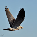 White-Tailed Kite