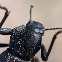 Pinacate beetle