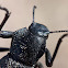 Pinacate beetle