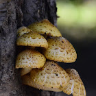Shaggy Scalycap
