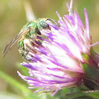 Metallic Green Bee