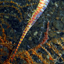 Sawblade Shrimp