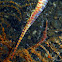 Sawblade Shrimp
