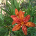 Leopard Flower