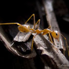 Weaver Ant