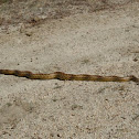 Pacific gopher snake