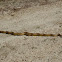 Pacific gopher snake