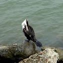 Pied Cormorant