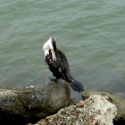 Pied Cormorant