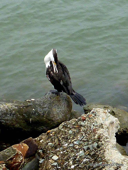 Spotting Image 1