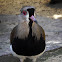 Southern Lapwing
