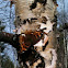 Compton tortoiseshell
