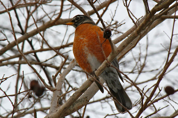 Spotting Image 1
