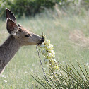 Mule Deer