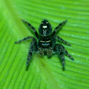 Daring Jumping Spider
