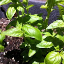 Basil