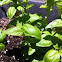 Basil
