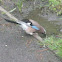 Eurasian Jay