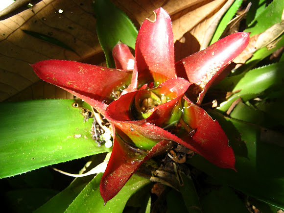 Spotting Image 1