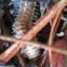 Centipede 