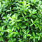 Euonymus