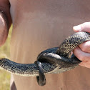 Black Rat Snake